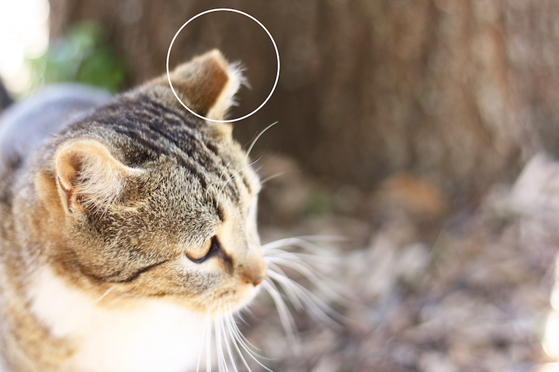 Trap Neuter Release Program for Feral Cats | OK Humane