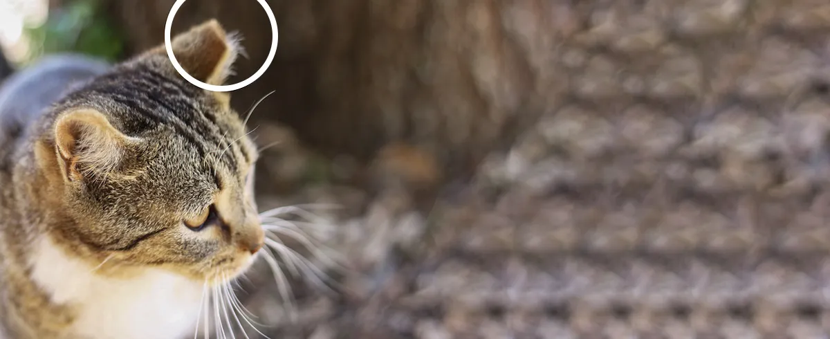 Trap Neuter Release Program for Feral Cats | OK Humane Trap Neuter Release Program for Feral Cats | OK Humane