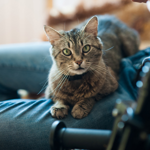 Adopt a Cat | Oklahoma Humane Society