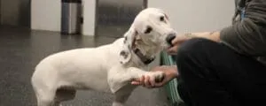 Extensive Medical Care for Animals | Support Rita's Angel Fund