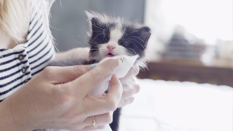 I Found a Baby Kitten What's Next | OK Humane Society