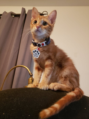 Cat Named Bermuda | Foster Based Adoption Oklahoma Humane Society